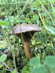 Chroogomphus rutilus