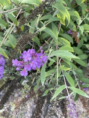Buddleja davidii