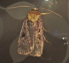 Pseudohermonassa bicarnea