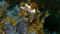 Hypselodoris zephyra