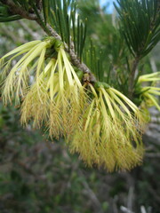 Melaleuca quadrifida