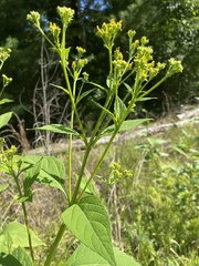 Verbesina occidentalis