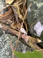 Hemiptera