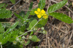 Potentilla discolor