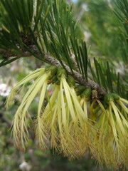Melaleuca quadrifida