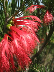 Melaleuca quadrifida