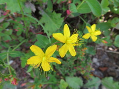 Hypericum erectum