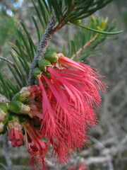 Melaleuca quadrifida