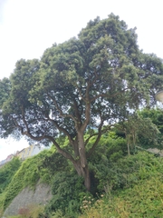 Quercus ilex