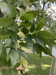Fraxinus pennsylvanica