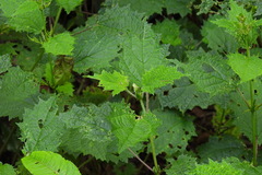 Urtica thunbergiana