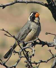 Saltator aurantiirostris