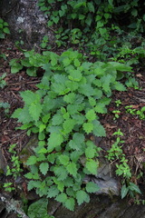 Urtica thunbergiana