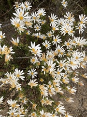 Dimorphotheca cuneata