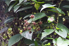 Rubus kawakamii