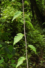 Rubus kawakamii