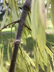 Fraxinus pennsylvanica