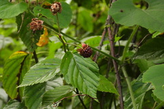 Rubus kawakamii