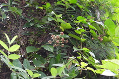 Rubus kawakamii