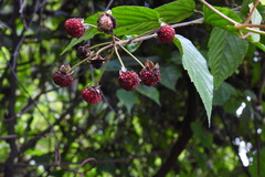 Rubus kawakamii