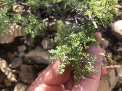 Dalea formosa
