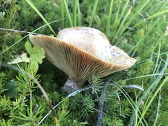 Lactarius