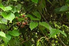 Rubus kawakamii