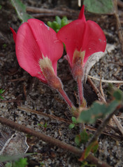 Kennedia prostrata