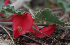 Kennedia prostrata