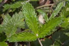 Potentilla discolor