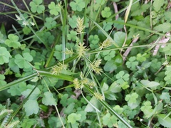 Cyperus cyperinus