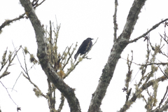 Molothrus oryzivorus
