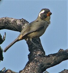 Saltator aurantiirostris
