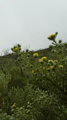 Aspalathus chenopoda