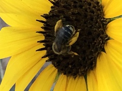 Anthophila