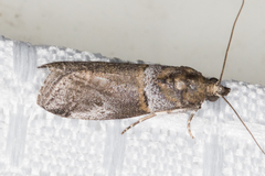 Acrobasis caliginella