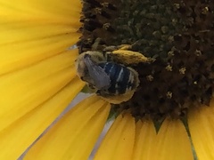 Anthophila
