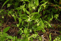 Silene baccifera