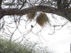 Histurgops ruficauda