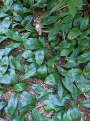 Clintonia uniflora