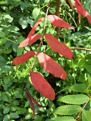 Rhus glabra