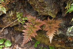 Davallia trichomanoides
