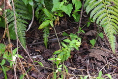 Sphenomorphus indicus