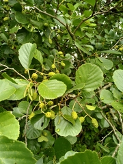 Alnus glutinosa