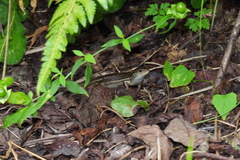 Sphenomorphus indicus