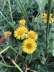 Pulicaria dysenterica