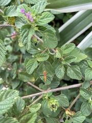 Zelus longipes