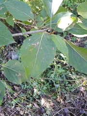 Populus balsamifera
