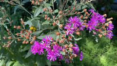 Vernonia baldwinii