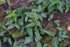 Reynoutria multiflora